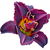 Voodoo Dancer daylily