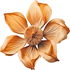 Dried blossoms