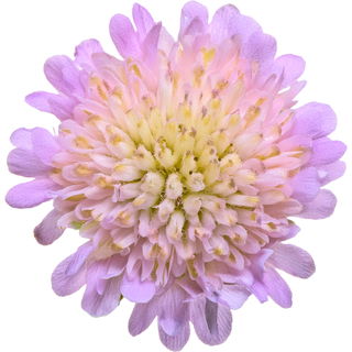 Field scabious