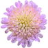 Field scabious