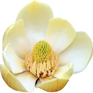Honoki-Magnolie