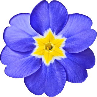 Japanese primrose