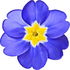 Japanese primrose