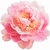 pinke Pfingstrose