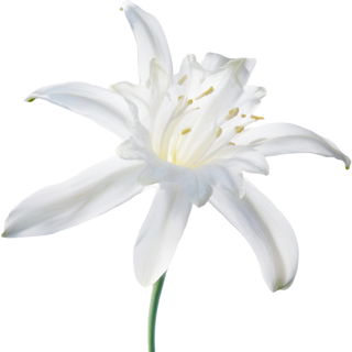Sea daffodil