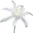 Sea daffodil