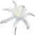 Sea daffodil