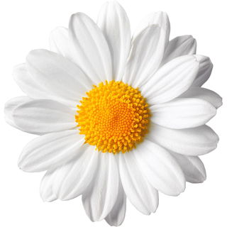 Daisy