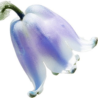 blaues Maiglöckchen