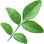 Jasmine leaf