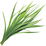 Seagrass