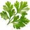 Russian coriander