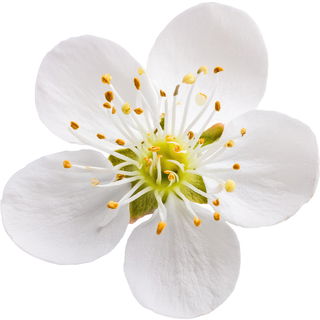 Mirabelle plum flower