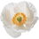 White poppy