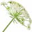 Aniseed flower