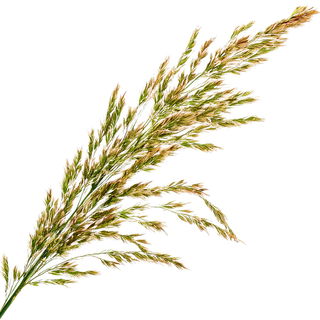Süßgras