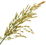 Sweetgrass