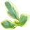 Lemon thyme