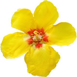 Mullein