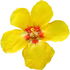 Mullein