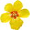 Königskerze