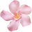 Oleander