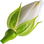 Jasmin bud