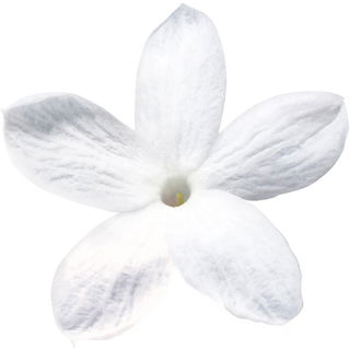 Java jasmine sambac