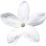 Jasmin