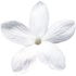 Java jasmine sambac