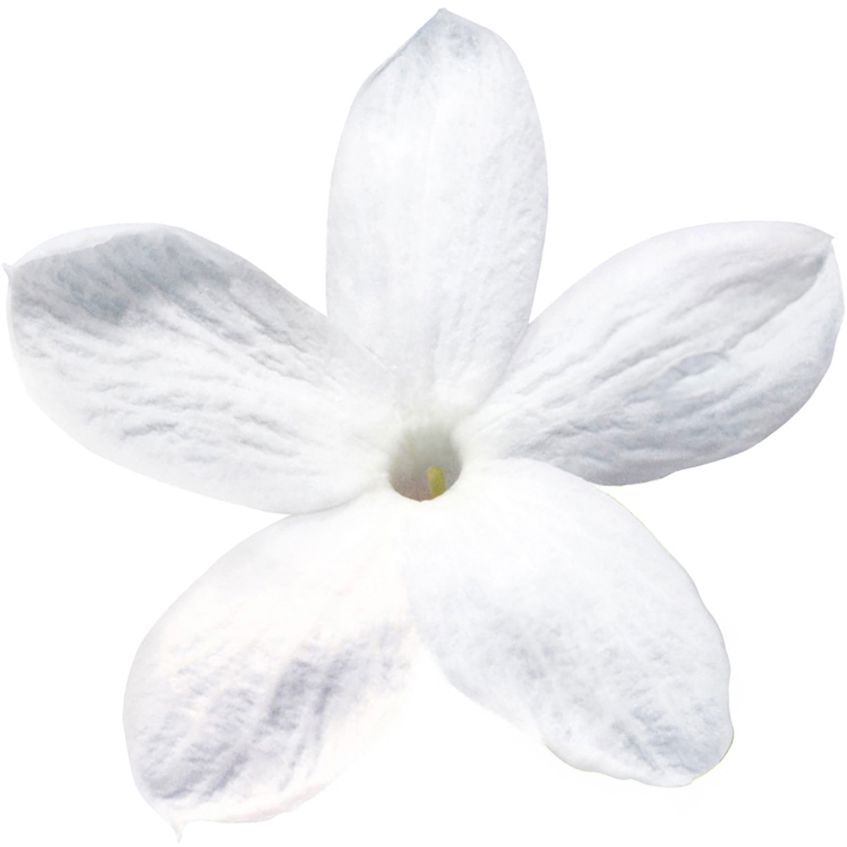 Jasmin