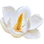 Immergrüne Magnolie