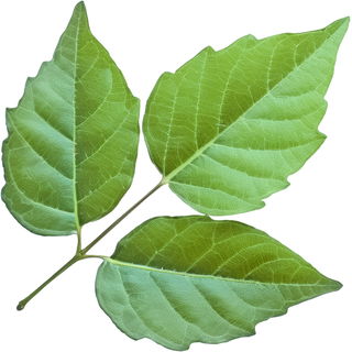 Poison ivy