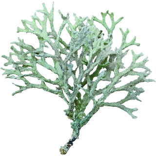 Tree moss