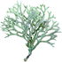Tree moss