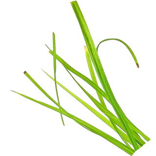 Zypergras