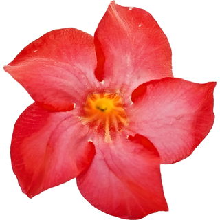 Mandevilla