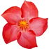 Mandevilla