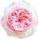 Pierre-de-Ronsard-Rose