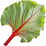 Rhubarb leaf
