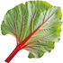 Rhubarb leaf
