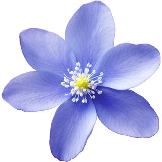 Liverwort