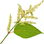 Knotweed