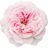 Moroccan Rosa centifolia absolute