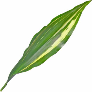 Drachenbaum