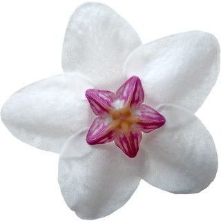 Dominican hoya