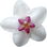 Wachsblume