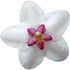 Dominican hoya