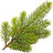 European spruce