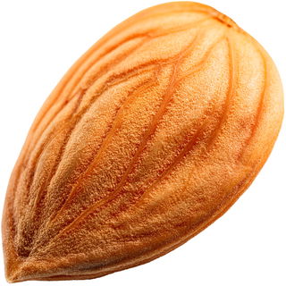 Aprikosenkern